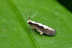 Agnippe prunifoliella