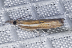 Fissicrambus intermedius