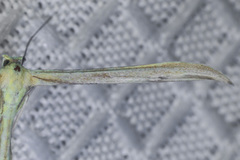 Hellinsia pectodactylus