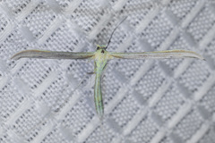 Hellinsia pectodactylus