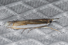 Crambus sperryellus