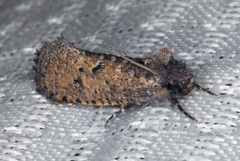 Acrolophus kearfotti