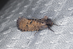 Acrolophus kearfotti