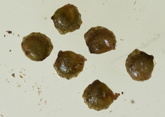 Potamogeton spirillus