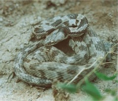 Telescopus fallax iberus