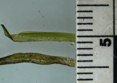 Potamogeton spirillus