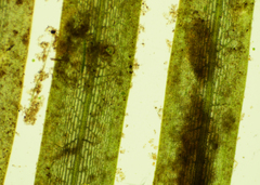 Potamogeton spirillus