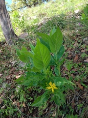 Mandevilla foliosa