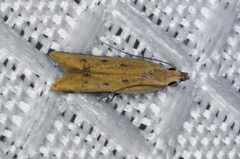 Mesophleps adustipennis