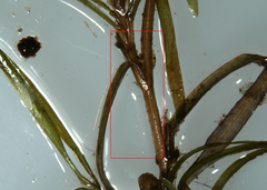 Potamogeton spirillus