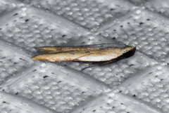 Mesophleps adustipennis