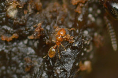 Solenopsis texana