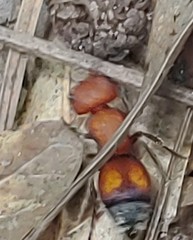 Pseudomethoca oculata