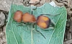 Pseudomethoca oculata