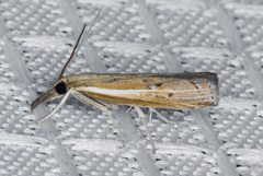 Fissicrambus intermedius