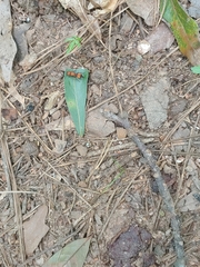 Pseudomethoca oculata