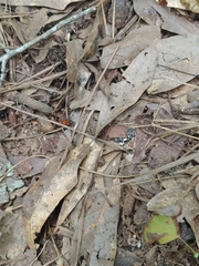 Pseudomethoca oculata