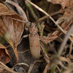 Eburia mutica