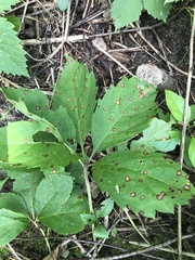 Phyllosticta parthenocissi