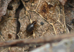Puliciphora