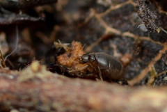 Puliciphora