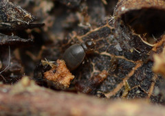 Puliciphora