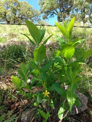 Mandevilla foliosa