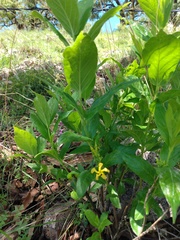 Mandevilla foliosa