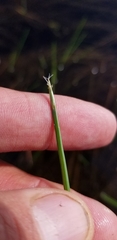 Eleocharis robbinsii