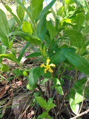Mandevilla foliosa