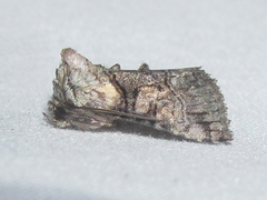Abrostola microvalis