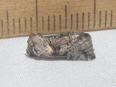 Abrostola microvalis