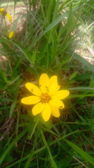 Perymenium buphthalmoides