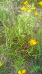 Perymenium buphthalmoides