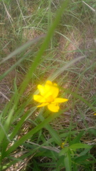 Perymenium buphthalmoides