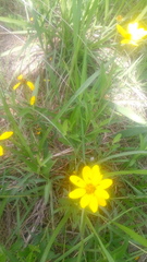 Perymenium buphthalmoides