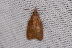 Cenopis diluticostana