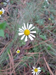 Erigeron galeottii