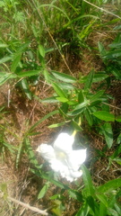 Mandevilla hypoleuca