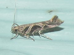 Aristotelia fungivorella