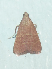 Arta epicoenalis