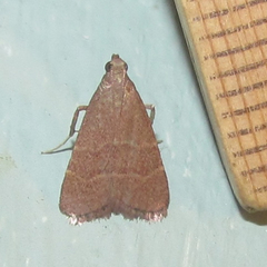 Arta epicoenalis