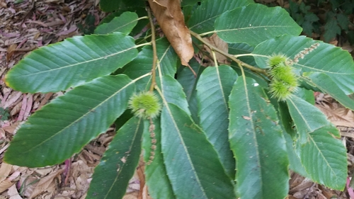 Castanea sativa, photographed by an iNaturalist contributor