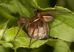 Dolomedes striatus