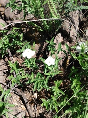 Mandevilla hypoleuca