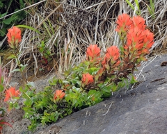 Castilleja litoralis