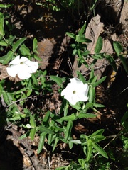 Mandevilla hypoleuca