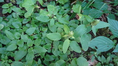 Prunella vulgaris vulgaris