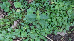 Prunella vulgaris vulgaris