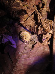 Semionellus placidus